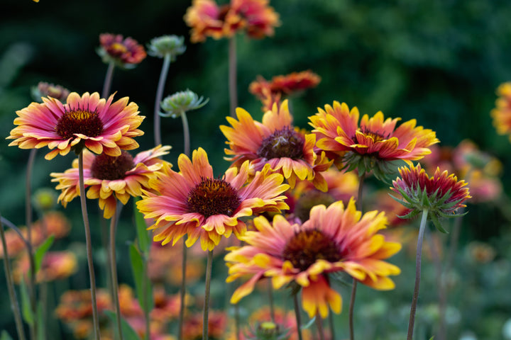 Gaillardia pulchella Blanket Flower Mix Flower | X 100 Seeds (NOT TO WA)