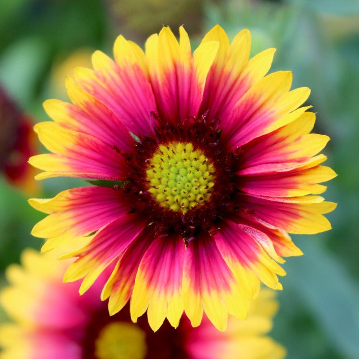 Gaillardia pulchella Blanket Flower Mix Flower | X 100 Seeds (NOT TO WA)