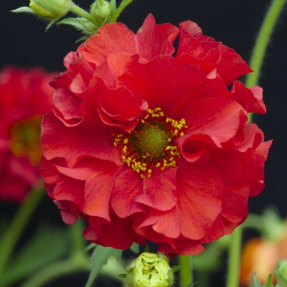 Geum chiloense Red Dragon Flower | X 50 Seeds (NOT TO WA)