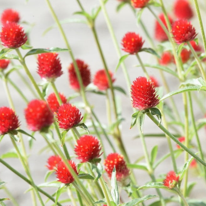 Gomphrena Strawberry Fields Flower | X 30 Seeds
