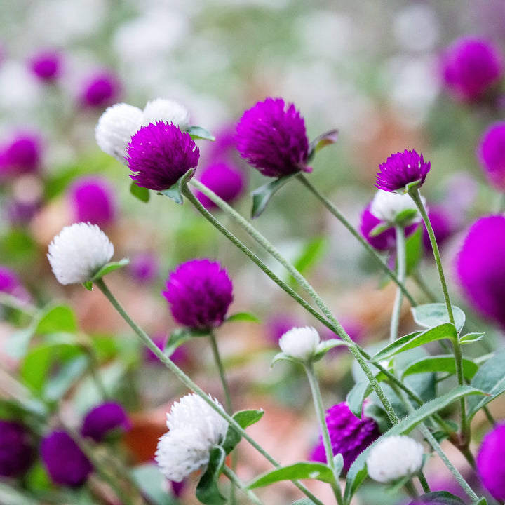 Gomphrena Audray Tall Mix Flower | X 50 Seeds
