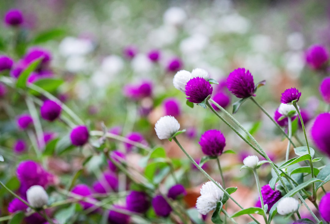 Gomphrena Audray Tall Mix Flower | X 50 Seeds