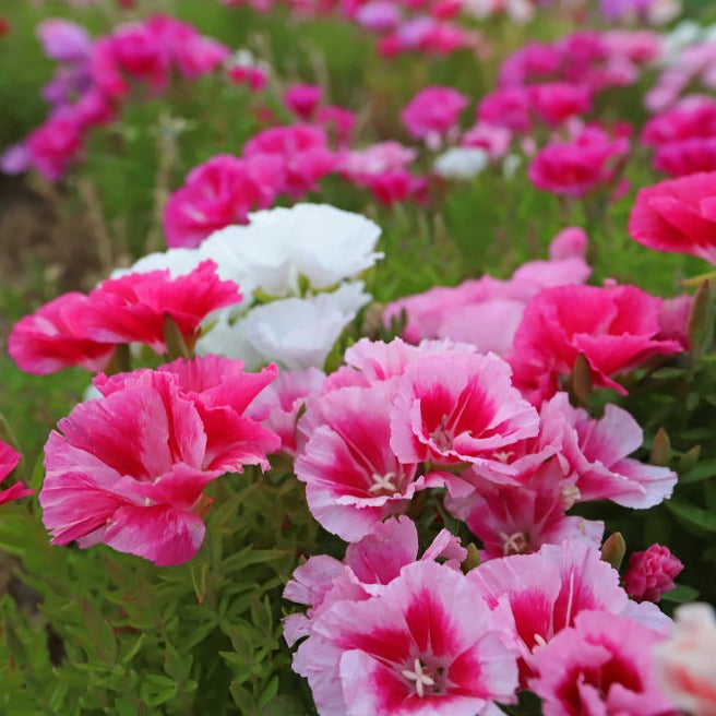 Godetia Tall Double Mix Flower | X 100 Seeds