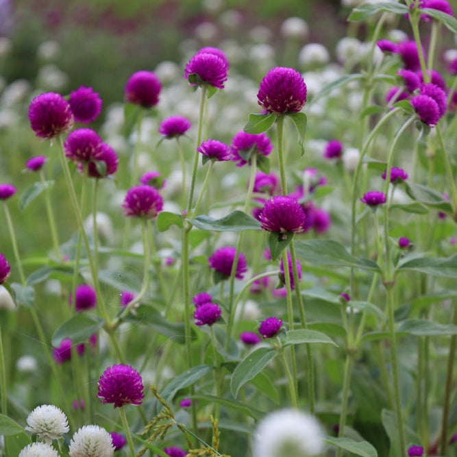 Gomphrena Audray Tall Purple Flower | X 50 Seeds
