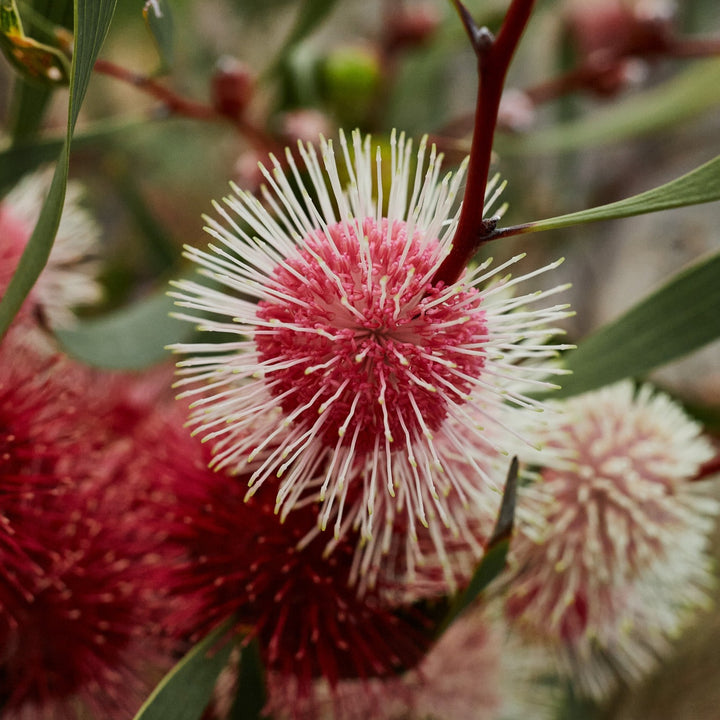 Hakea laurina Pincushion Hakea Kodjet Australian Native | X 5 Seeds (NOT TO SA)