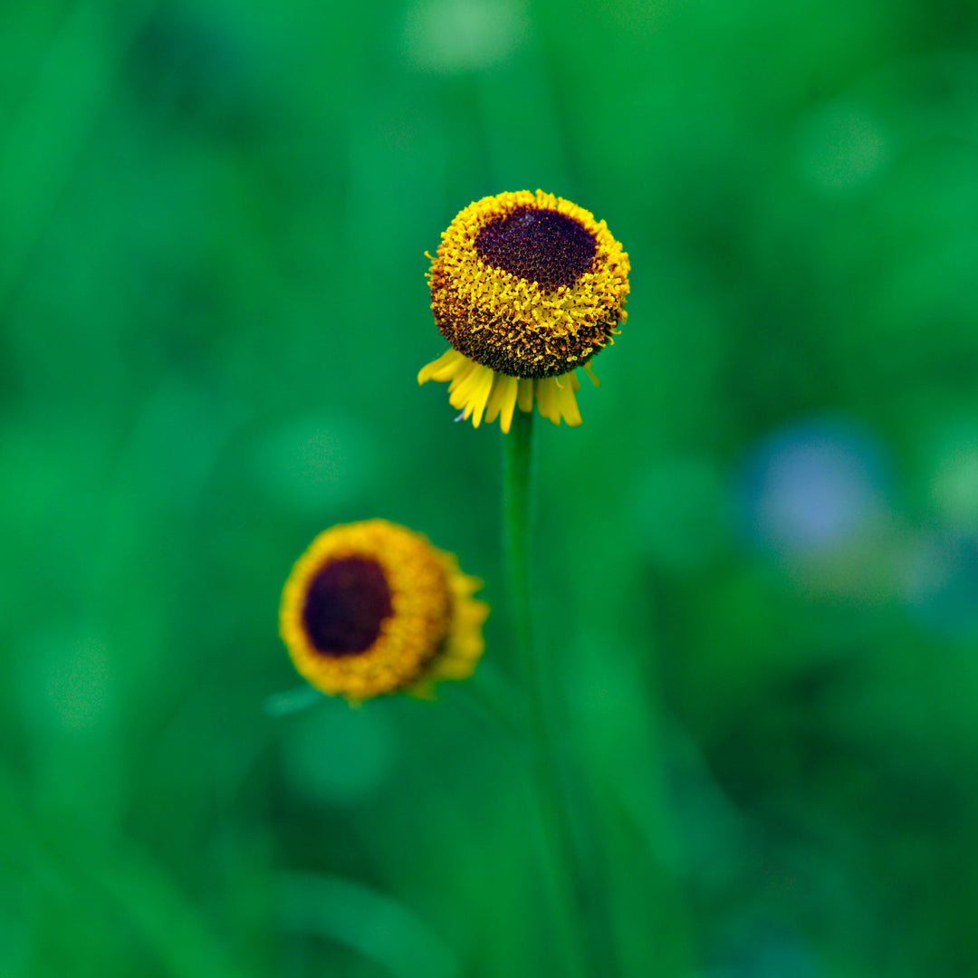 Helenium Autumn Lollipop Flower | X 50 Seeds (NOT TO WA)