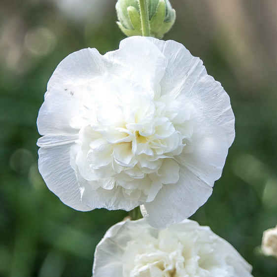 Hollyhock Chater's White Flower | X 30 Seeds