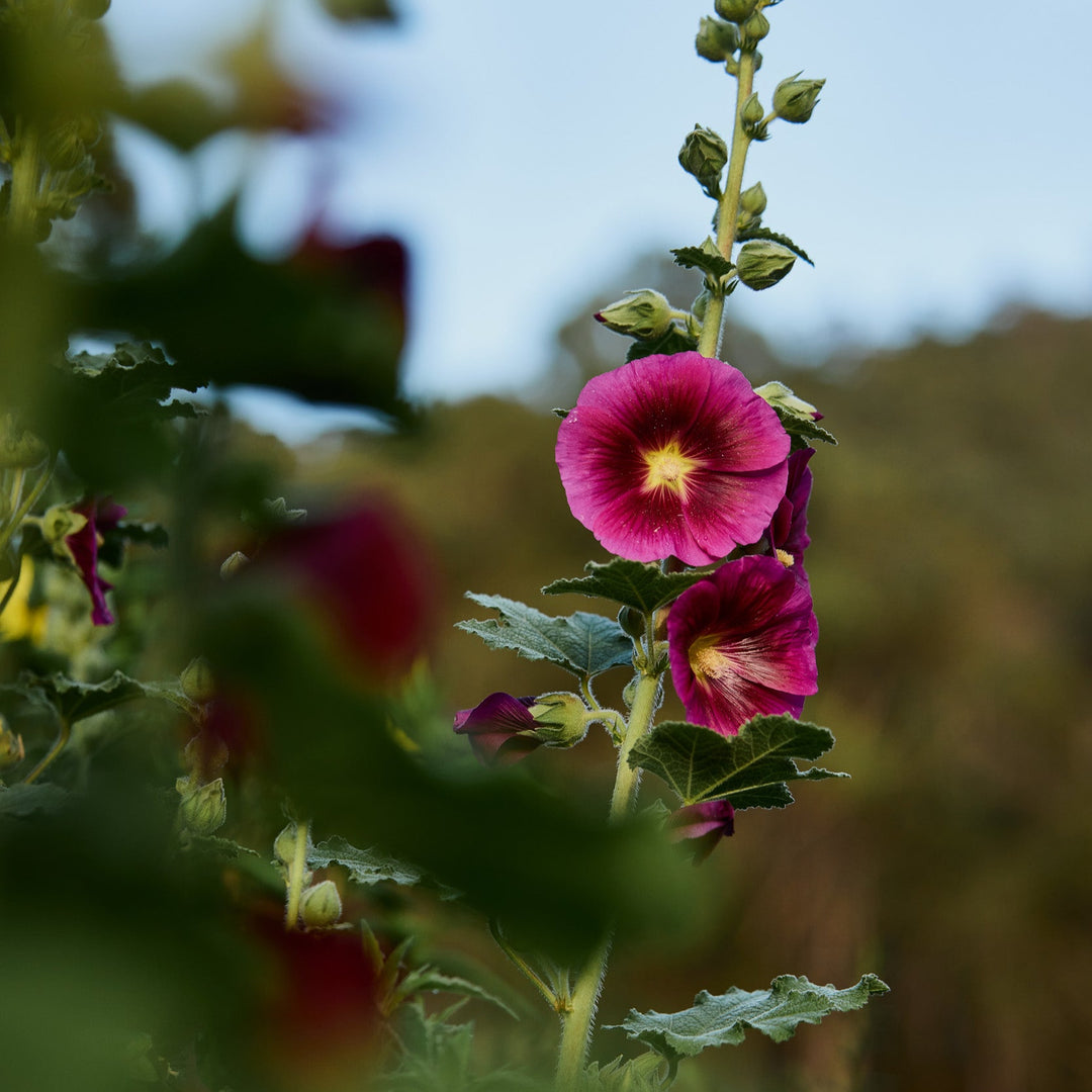 Hollyhock Alcea rosea Ficifolia Mix Flower | X 30 Seeds