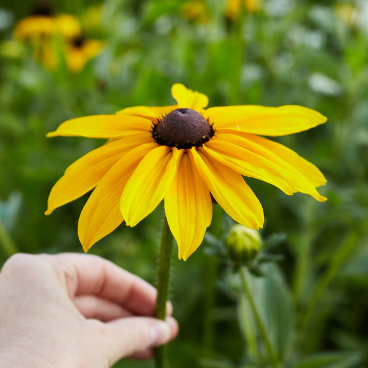 Rudbeckia Hirta Marmalade Flower | X 100 Seeds