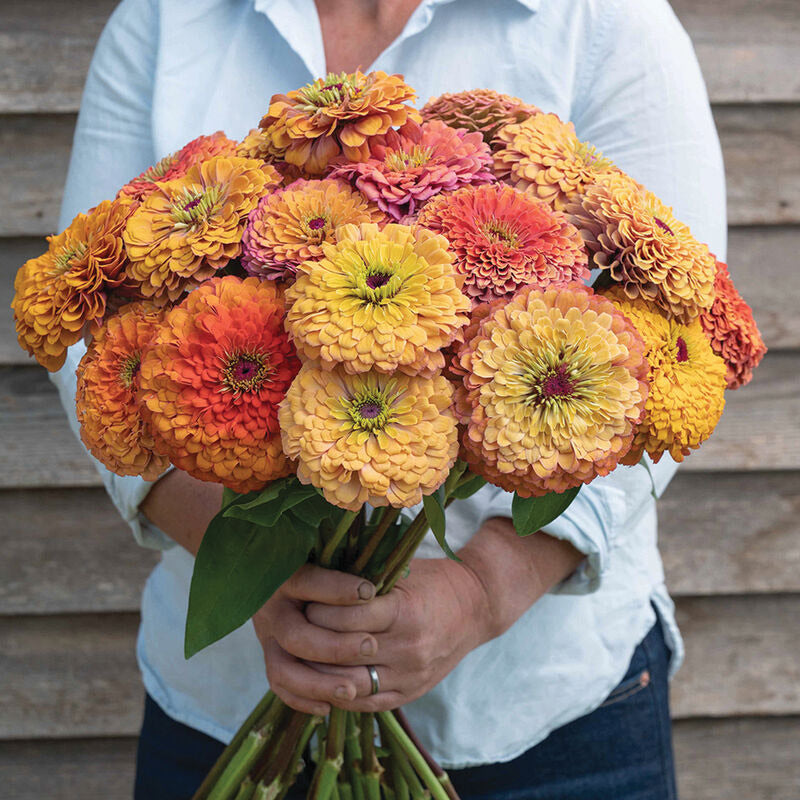 Zinnia Aurora Flower