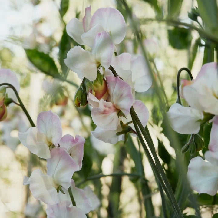Sweet Pea Bix Flower | X 10 Seeds
