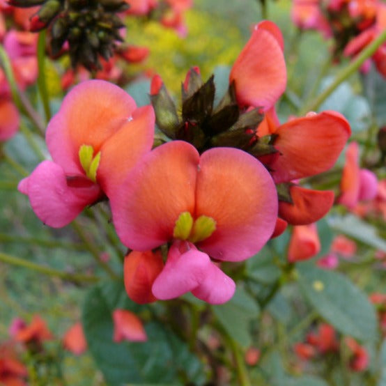 Kennedia coccinea Coral Pea Creeper (orange + pink) Australian Native | X 10 Seeds
