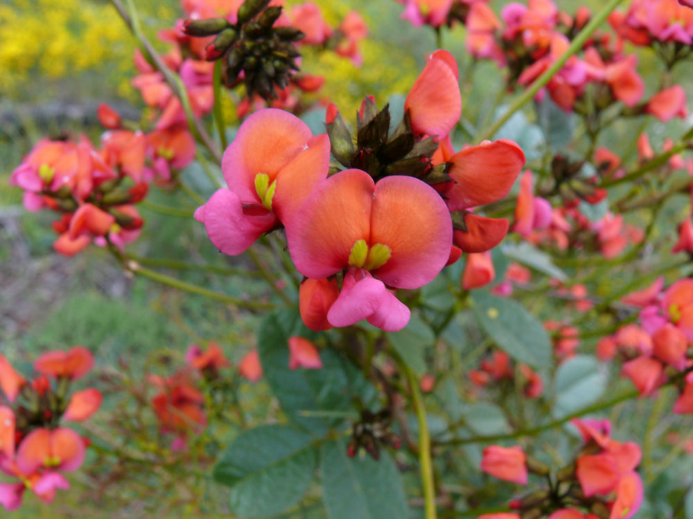 Kennedia coccinea Coral Pea Creeper (orange + pink) Australian Native | X 10 Seeds