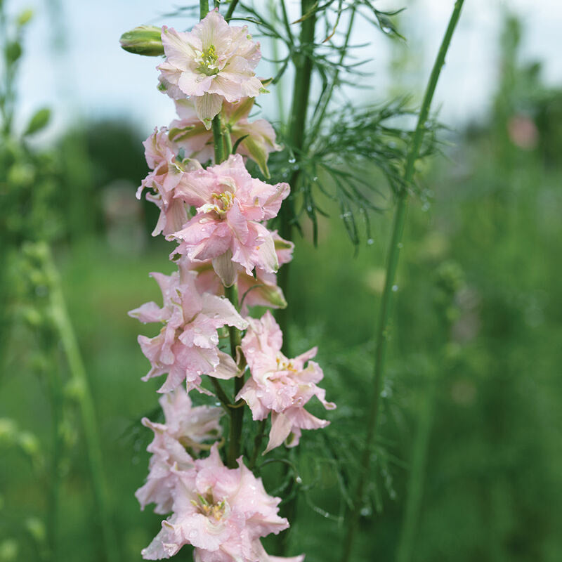 Larkspur Blush Flower | X 100 Seeds
