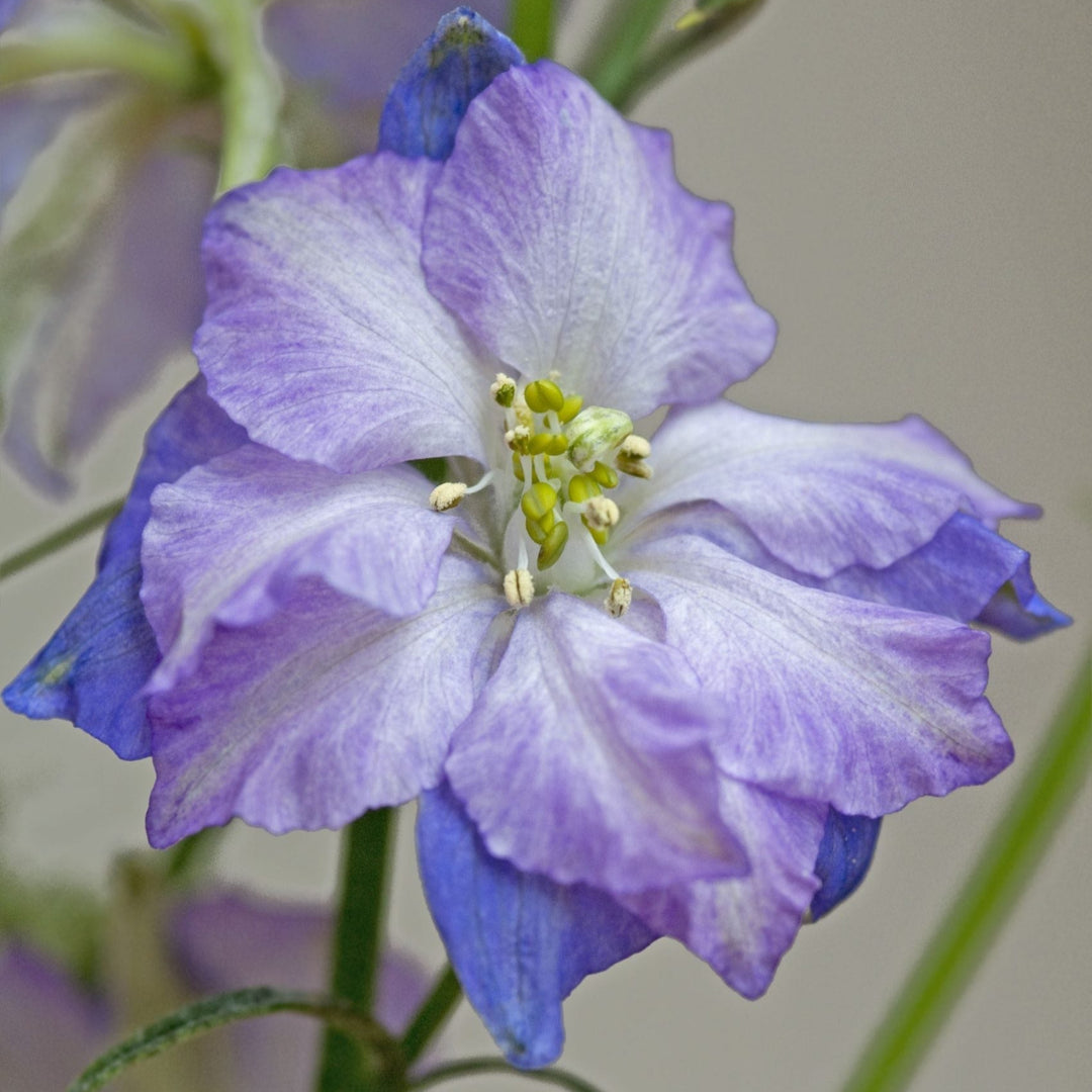 Larkspur Fancy Purple Picotee Flower | X 100 Seeds