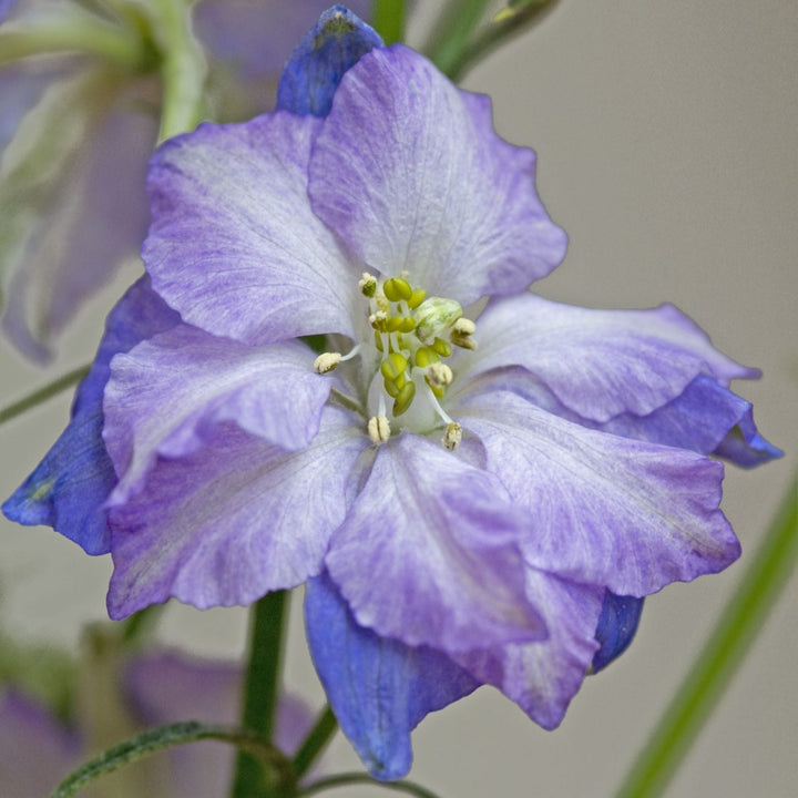 Larkspur Fancy Purple Picotee Flower | X 100 Seeds