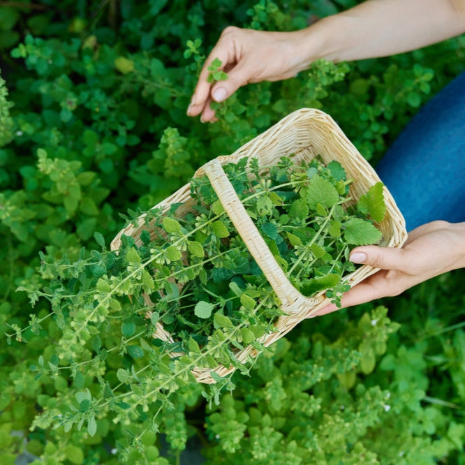 Lemon Balm Herb | X 100 Seeds