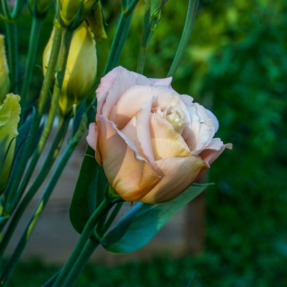 Lisianthus Arena 3 Apricot Flower | X 20 Seeds (NOT TO WA)