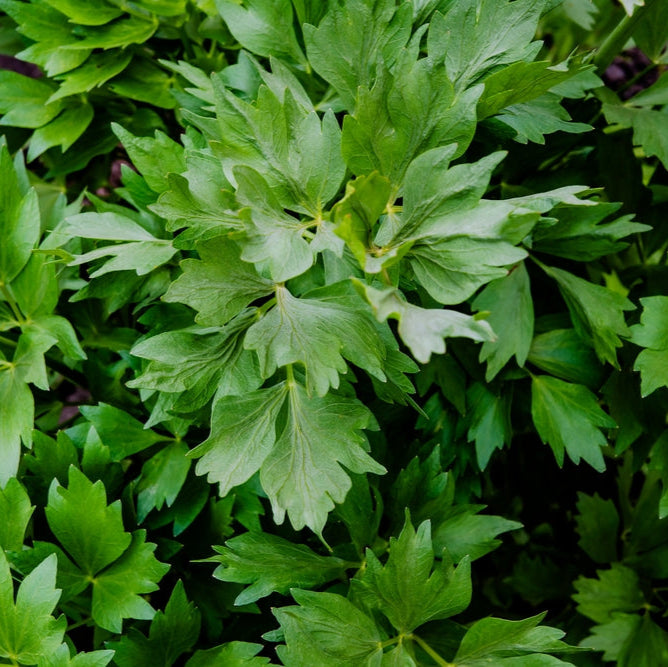Lovage Herb X 50 Seeds