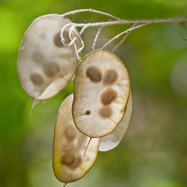flat flower seeds Lunaria annua 'Honesty' Mix Flower