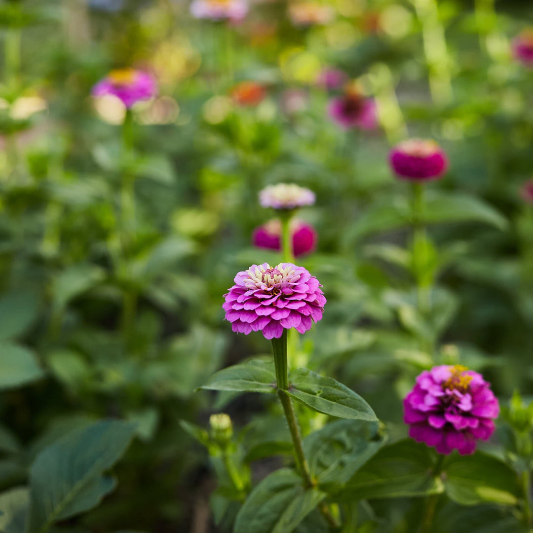 Zinnia Lilliput Purple Flower | X 70 Seeds