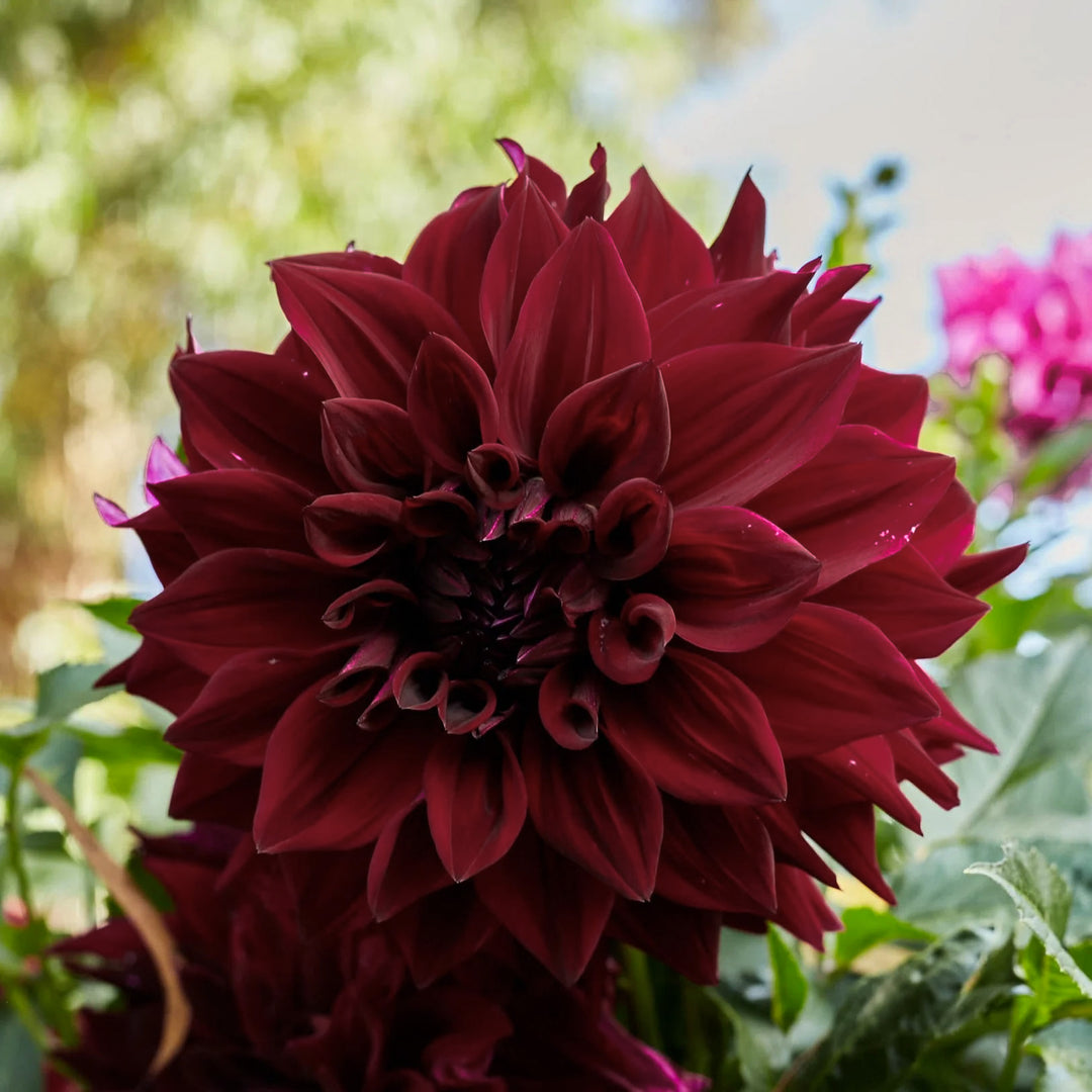 Dahlia Thelma Maude Giant Tuber (NOT TO WA)