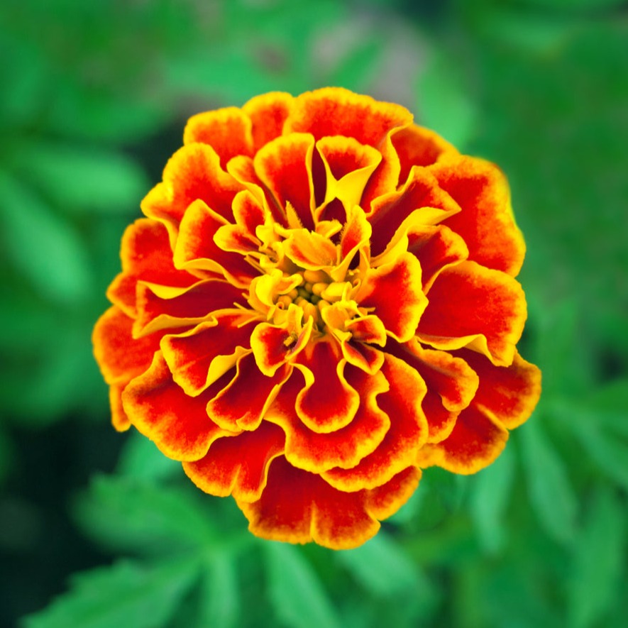 Marigold Fiesta Flower | X 100 Seeds