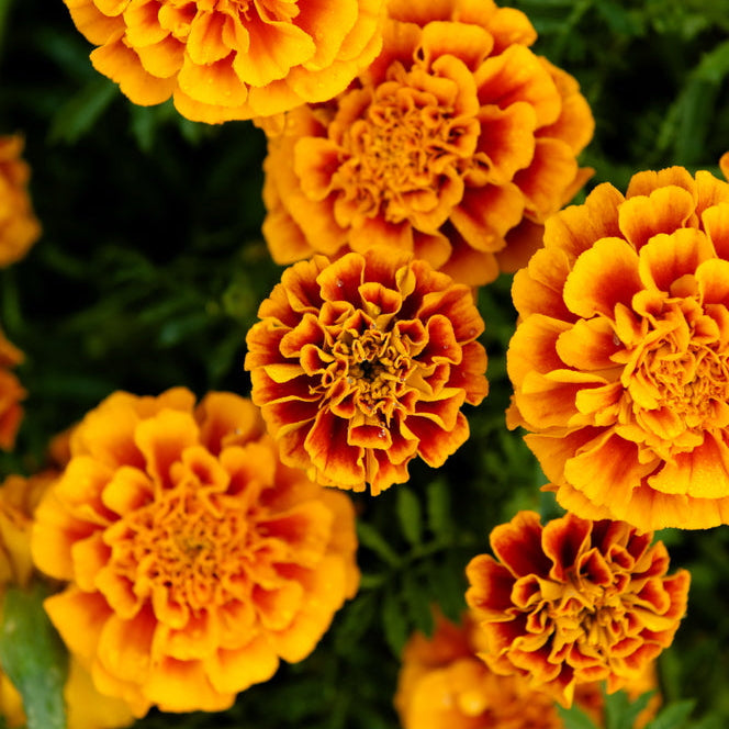 mexican marigold seeds Marigold Fiesta Flower