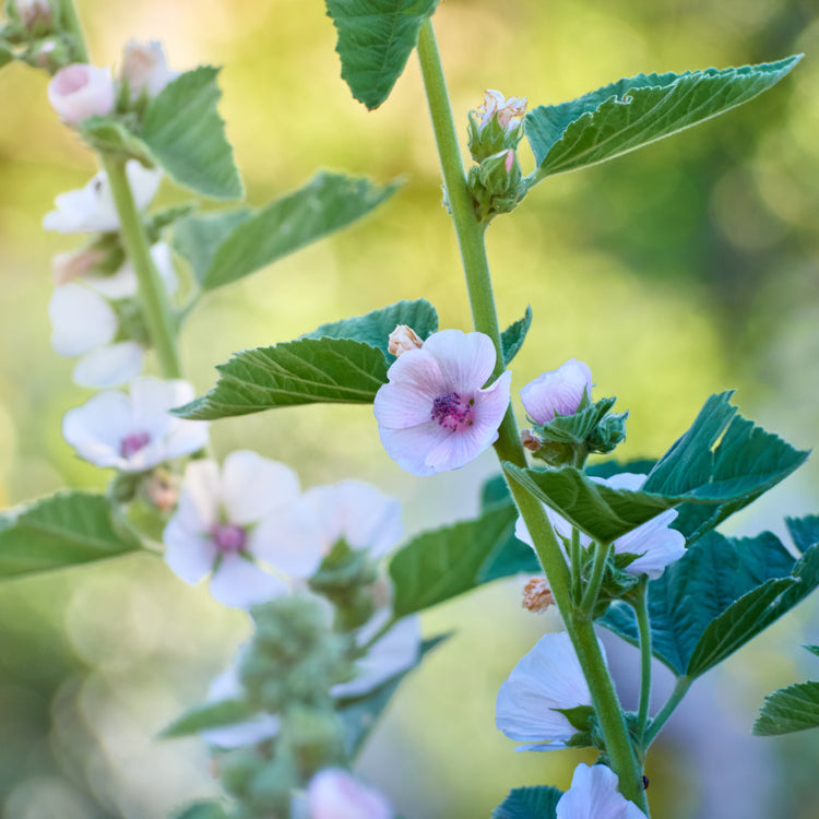 Marshmallow Althaea officinalis Herb | X 100 Seeds