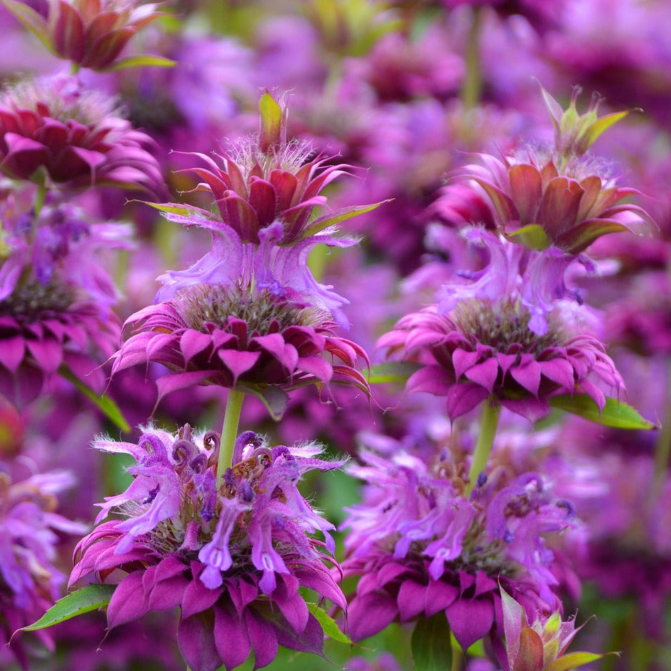 Lemon Mint Bee Balm Bergamot Herb | X 300 Seeds