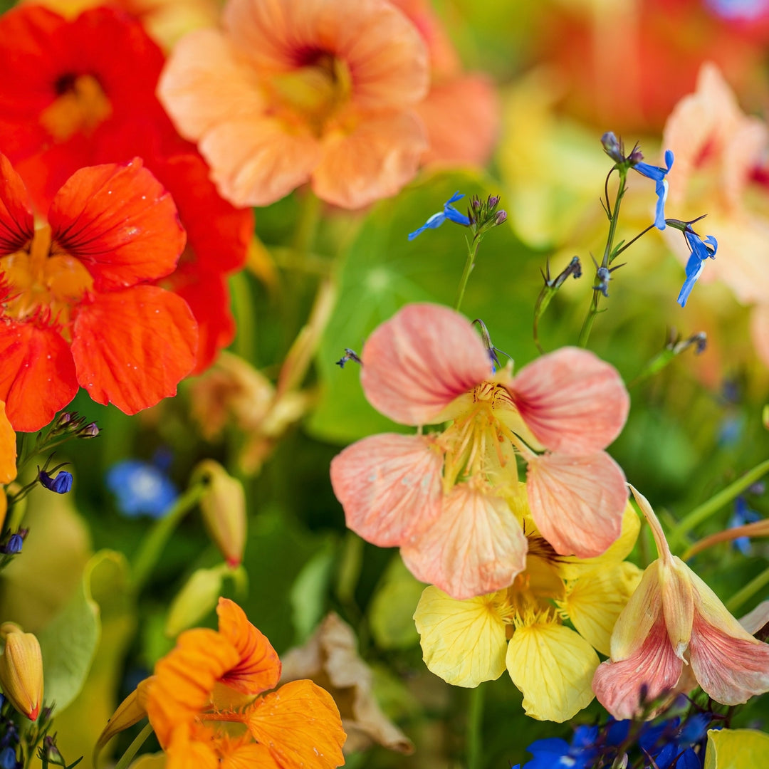 Nasturtium Alaska Mix Flower | X 15 Seeds