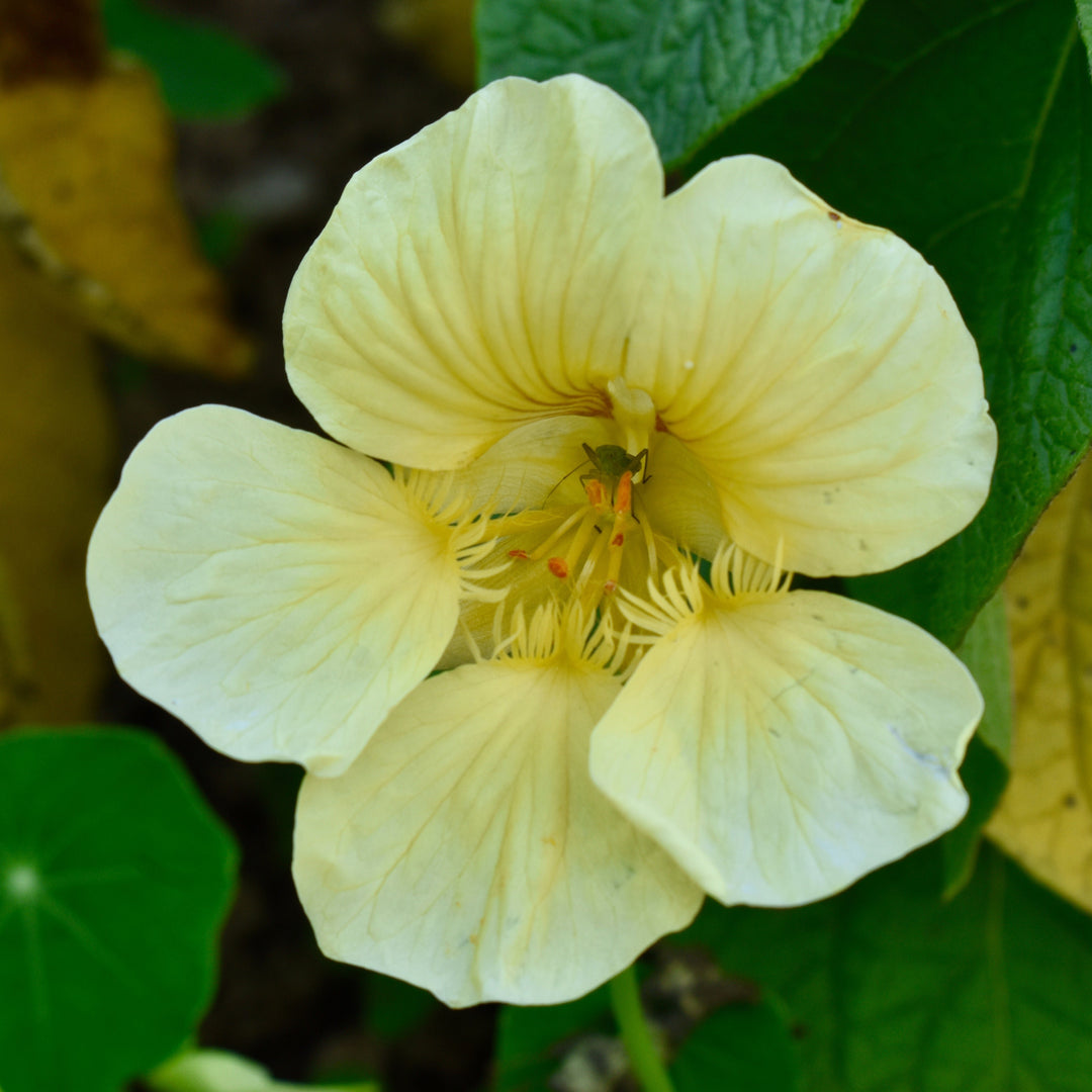 Nasturtium Yeti Cream Flower | X 15 Seeds