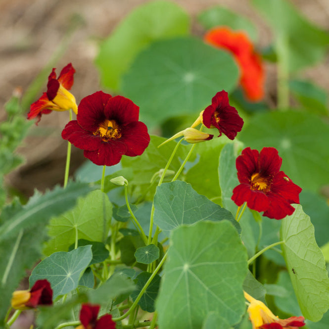 Nasturtium Tom Thumb Black Velvet Flower | X 15 Seeds