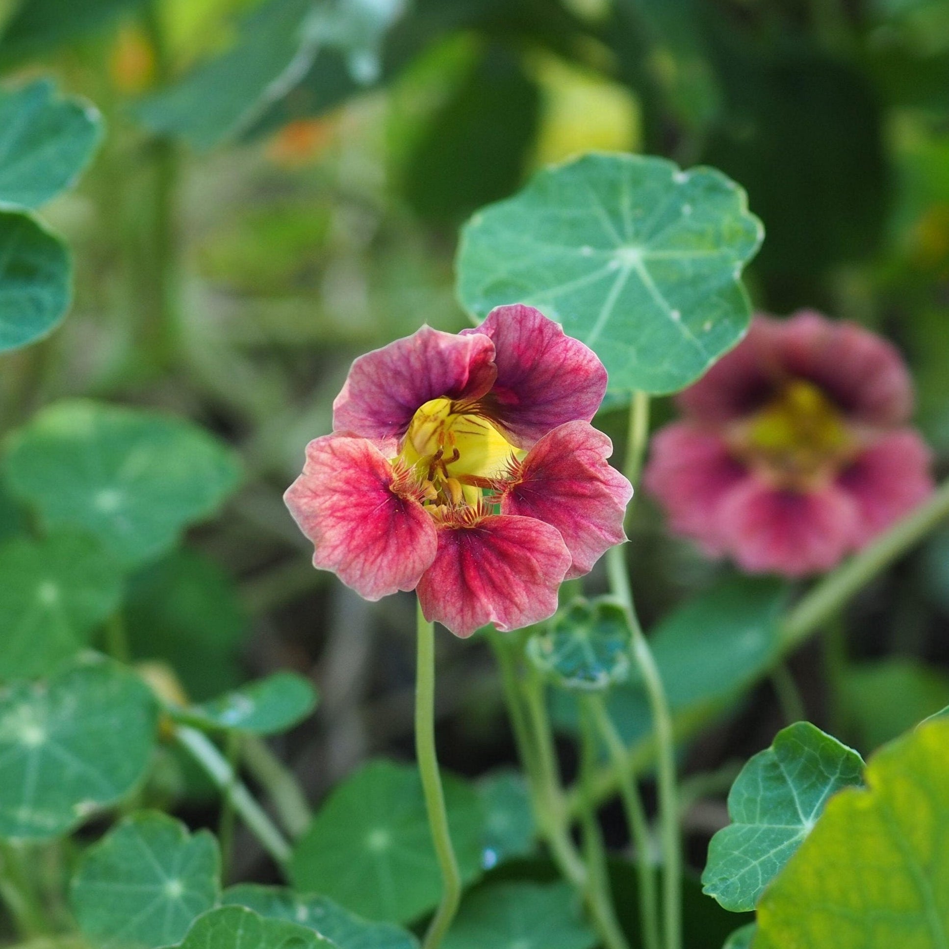 nasturtium ladybird rose seeds Nasturtium Whirlybird Cherry Rose Flower