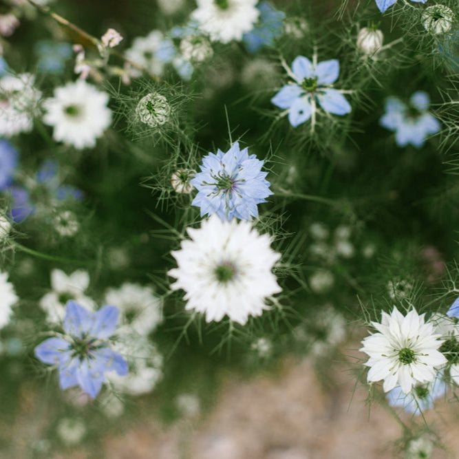 Nigella Blue + White Mix Flower | X 100 Seeds