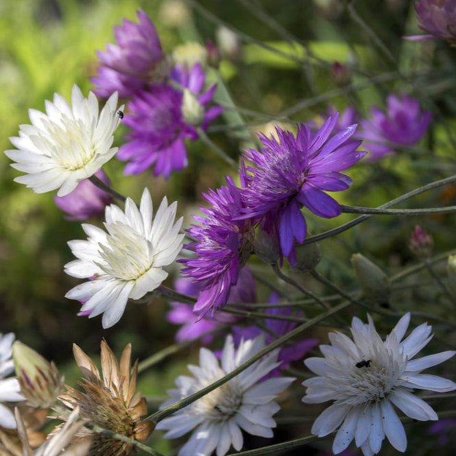 paper daisy flower seeds Paper Daisy Double Mix Xeranthemum Annuum Flower