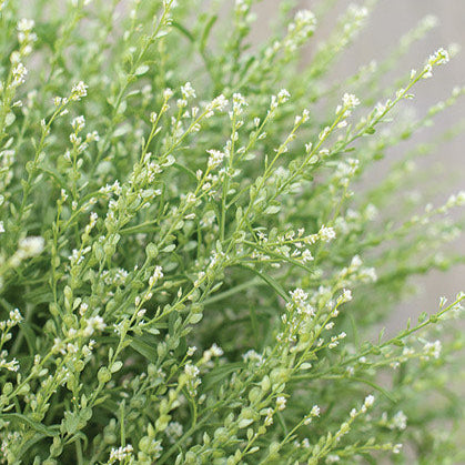 Persian Cress Flower | X 50 Seeds