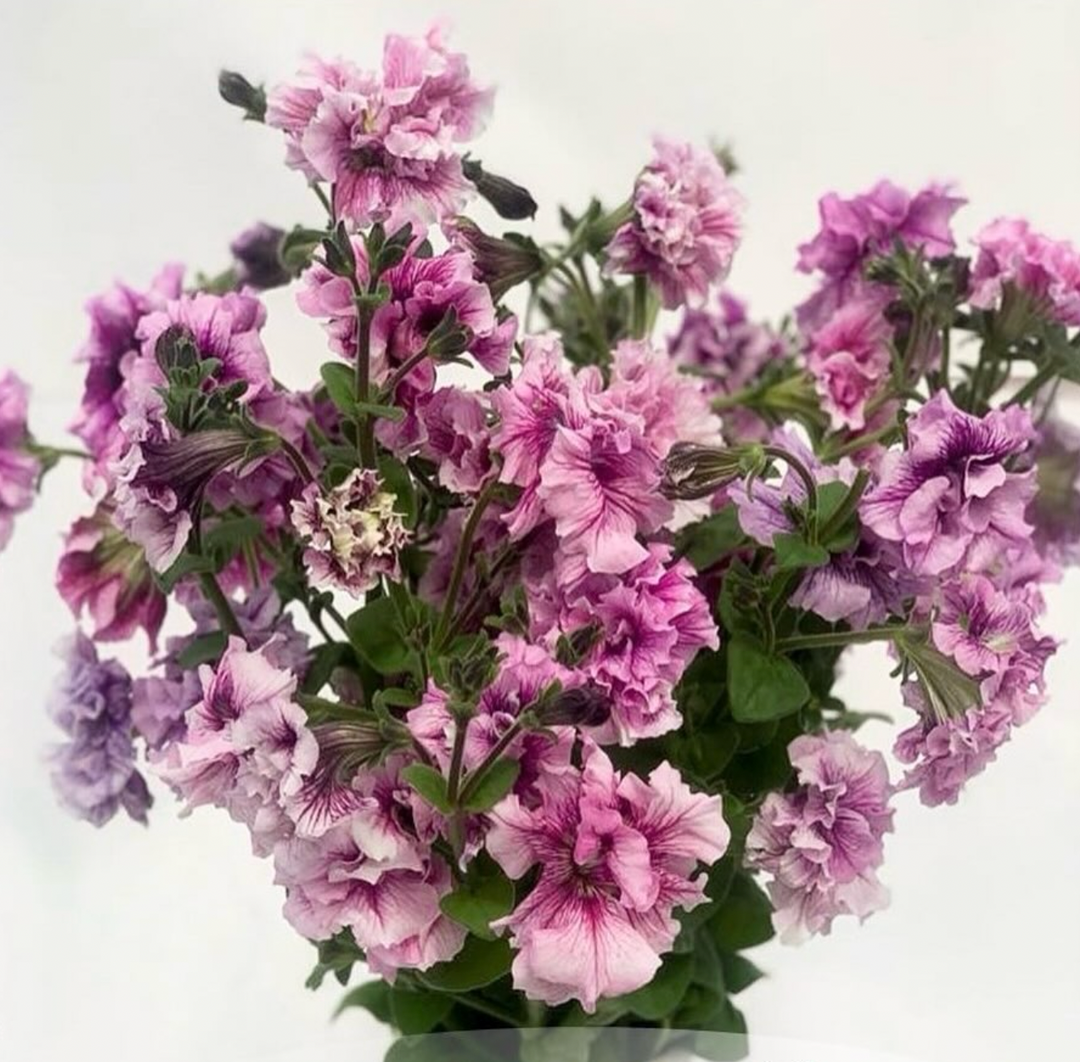 Petunia Allegra Orchid Vein Flower | X 20 Seeds - Tall Cut Flower Petunia