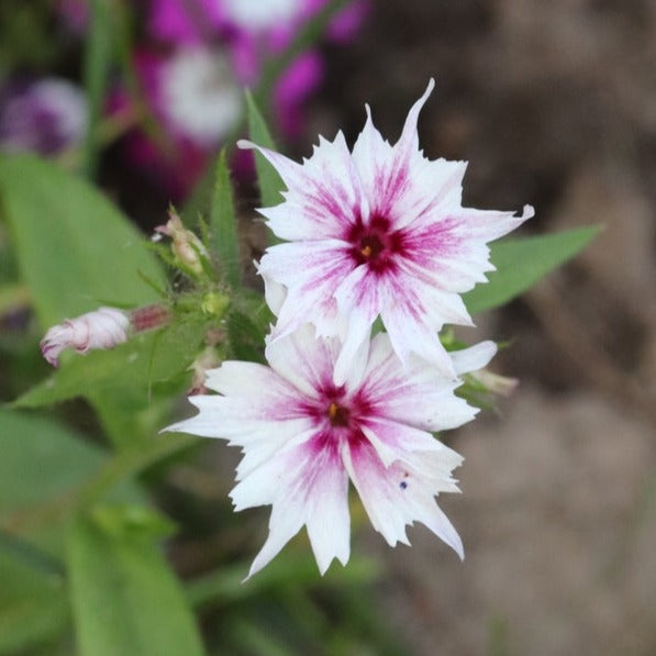 Phlox Drummondii Cuspidata Tall Mix Flower | X 80 Seeds