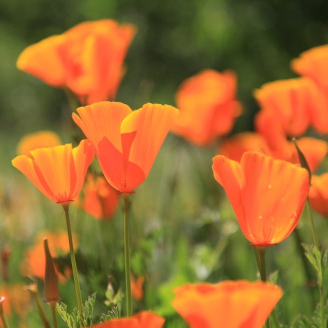 Poppy California Aurantiaca Orange Flower