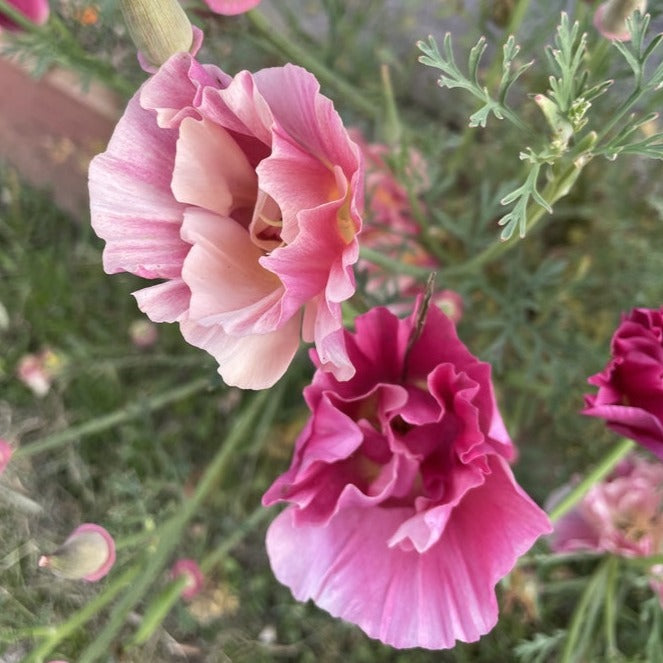 Poppy California Thai Silk Appleblossom Chiffon Flower