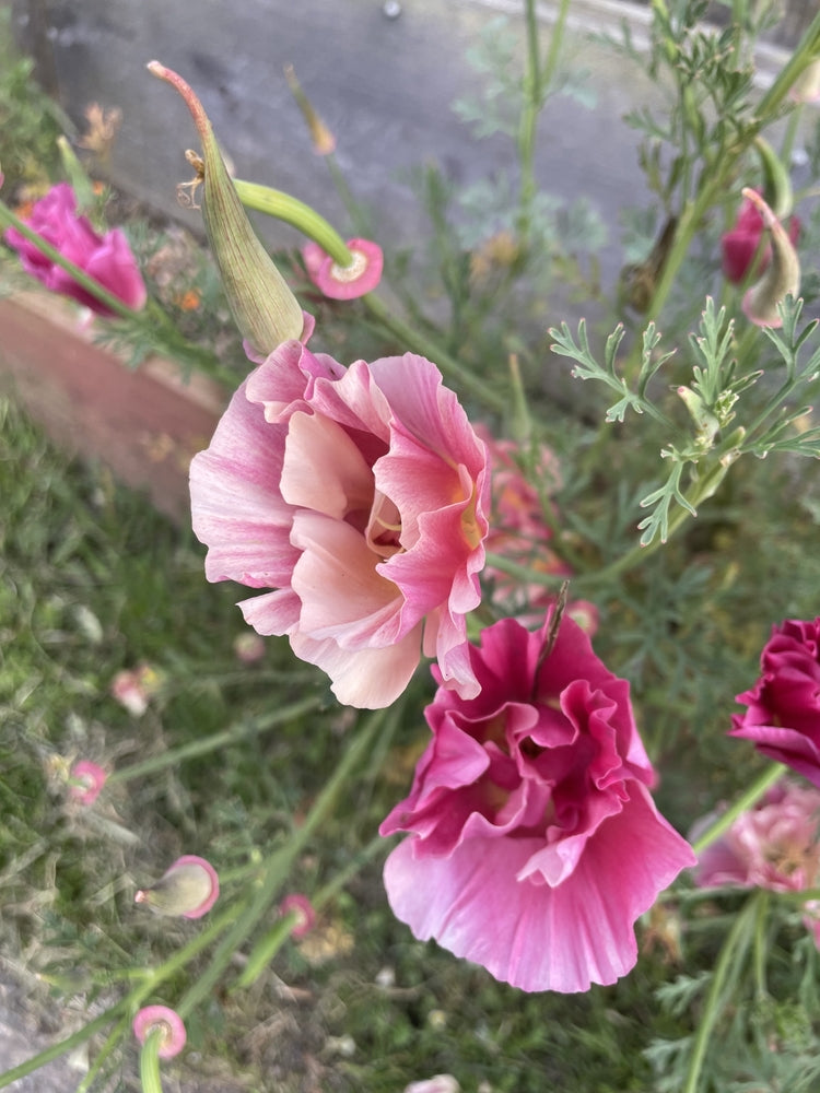 Poppy California Thai Silk Appleblossom Chiffon Flower