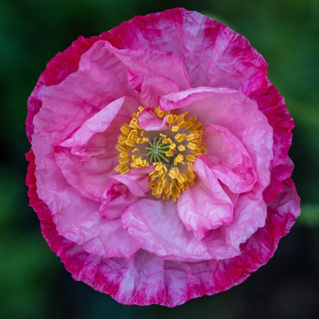 Poppy Shirley Double Mix Flower | X 300-500 Seeds