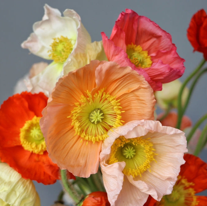 Poppy Springsong Mix Flower | X 200 Seeds