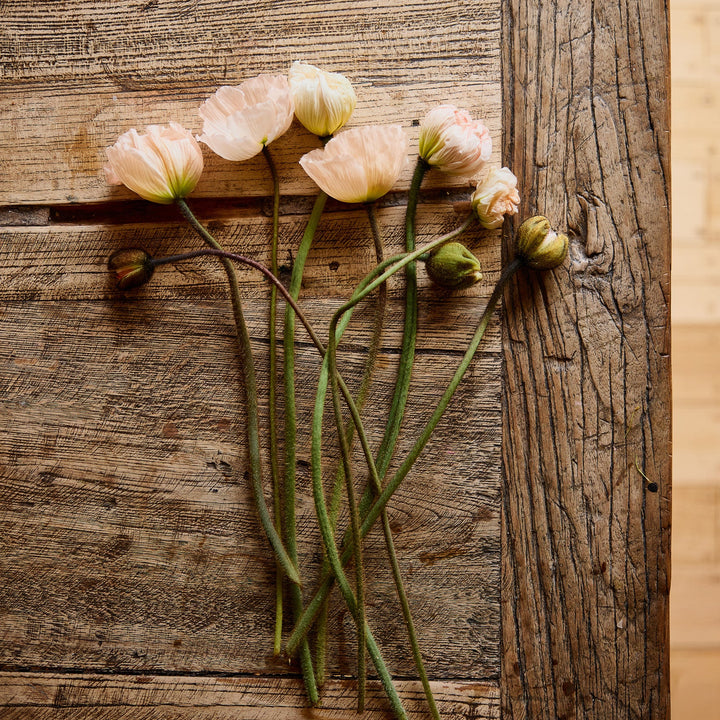 Poppy Colibri Rosa Chiaro Pastello Flower | X 50 Seeds