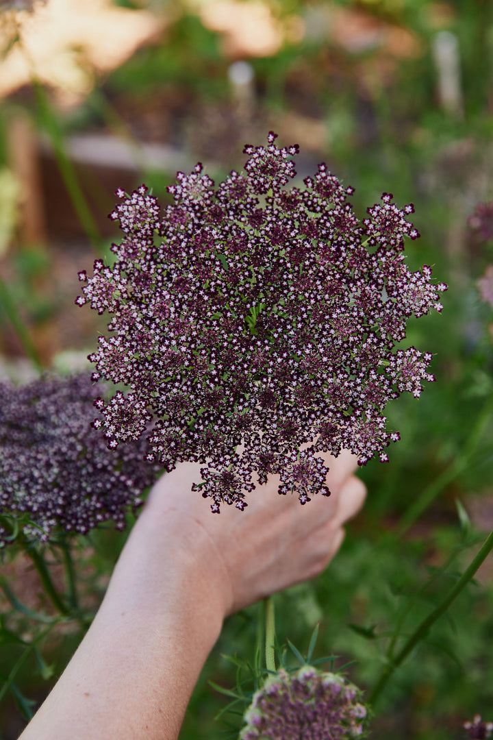 Queen Anne's Lace Chocolate Flower | X 150 Seeds