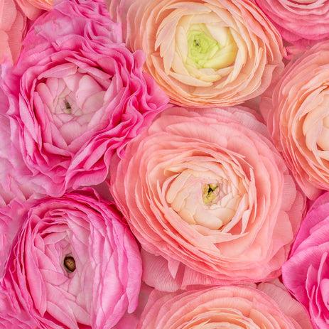 Ranunculus Highline Pastel Flower | X 20 Seeds