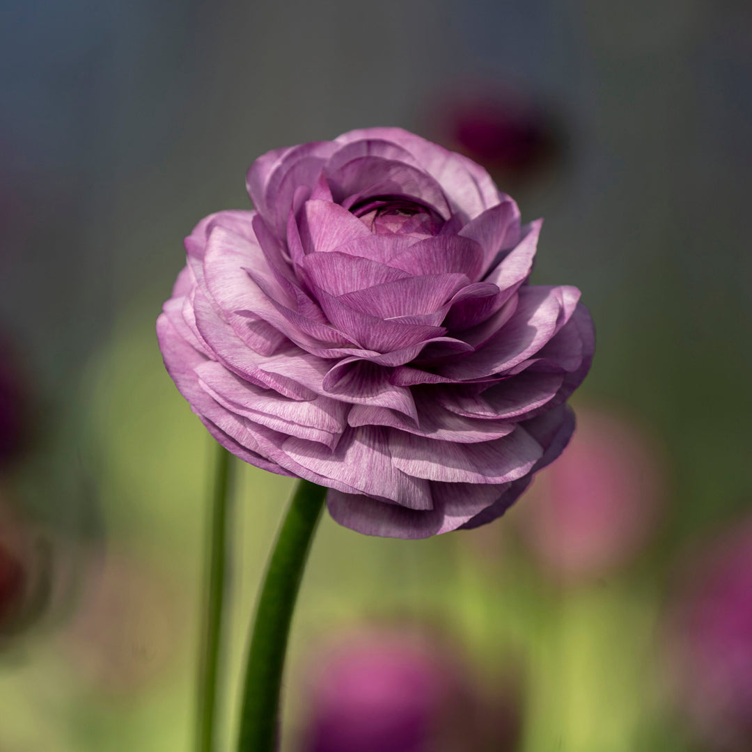Ranunculus Friandine Lavender Flower | X 20 Seeds