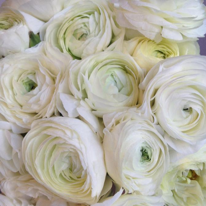 Ranunculus Highline White Flower | X 20 Seeds