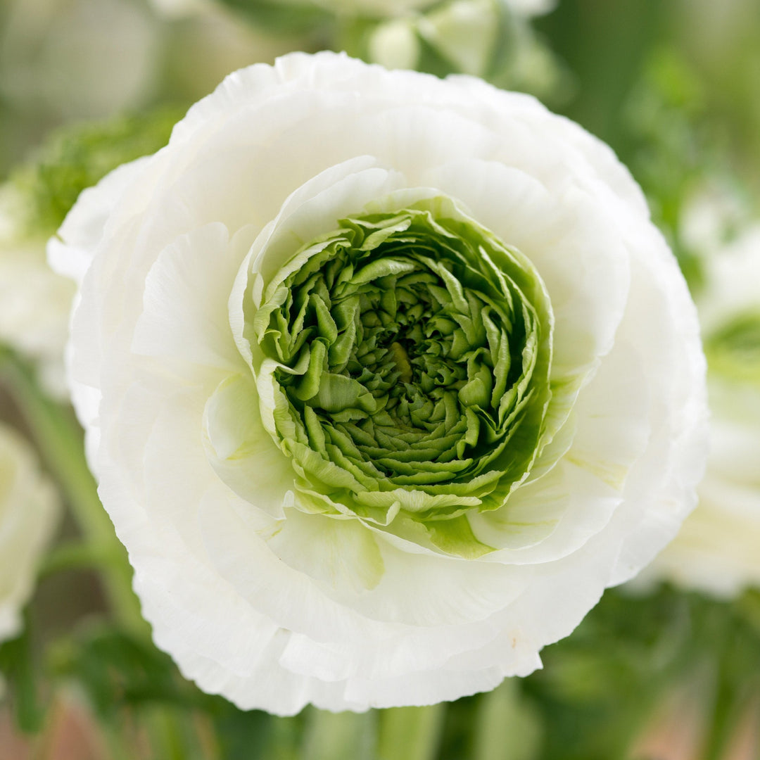 Ranunculus Elegance Bianco Festival Flower | X 20 Seeds